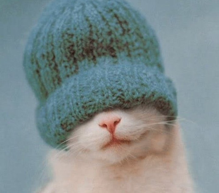 David Tennant as cats [a cute thread]