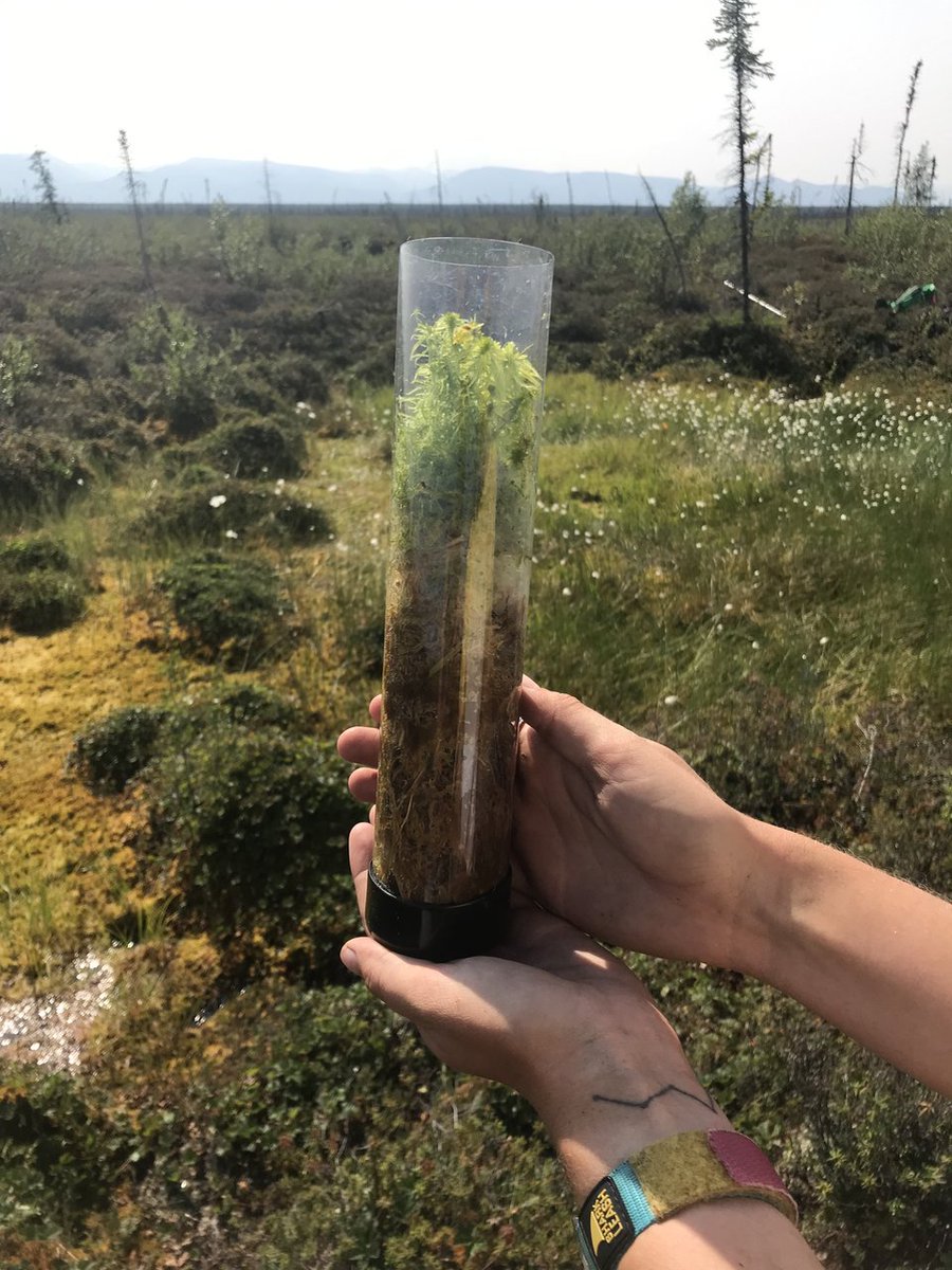 Arctic plants in the future will offset permafrost carbon loss, but we don't yet know how much. This is my 3rd major uncertainty related to the latest science of the permafrost feedback to climate. We are actively working on these issues! Follow me for updates. 11/11