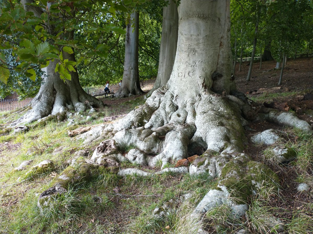 Trees with some serious roots at Blenheim Palace...