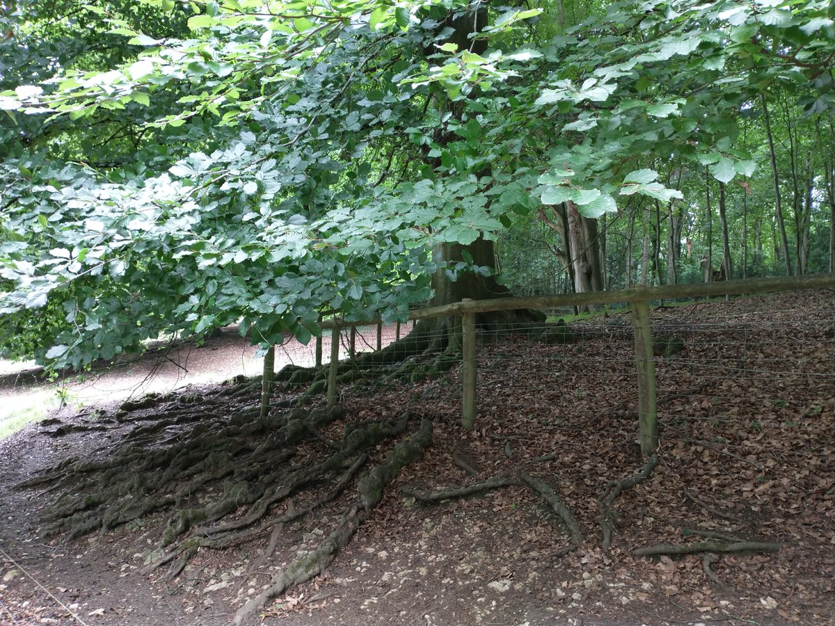 Trees with some serious roots at Blenheim Palace...