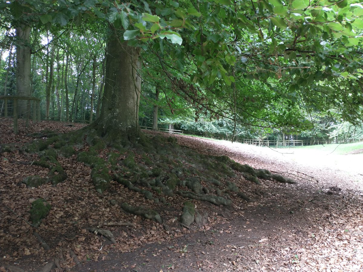 Trees with some serious roots at Blenheim Palace...