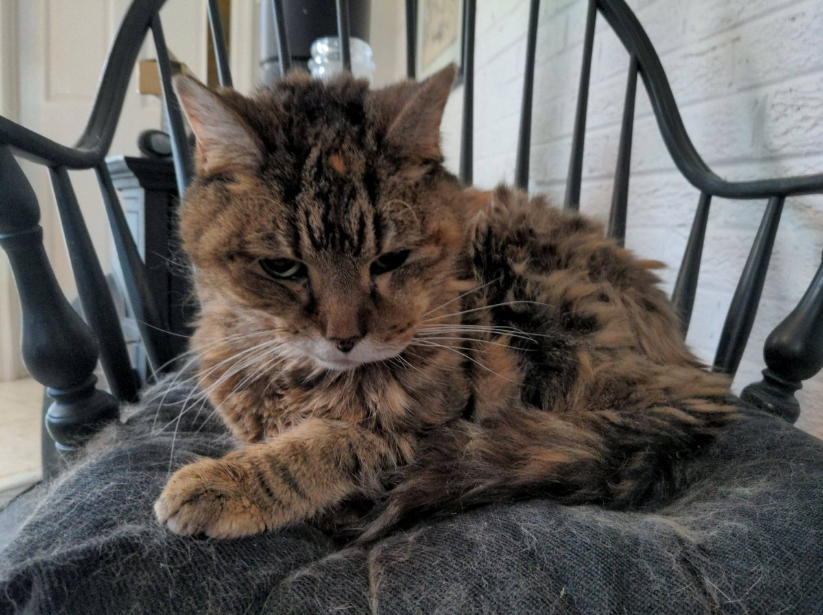 AndrewStump's tweet photo. @PoPville this is 18 y/o Harriett. Her humans (my long-time neighbors) can no longer care for her due to their old age and failing health.  Would love your help finding her a new home. https://t.co/kjG1oQRzOC