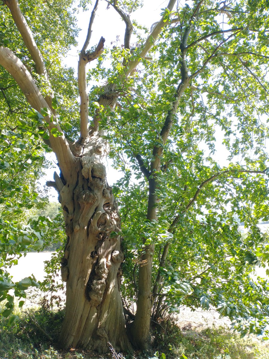 Along that bridleway is this ancient chestnut tree, on its last legs but with its successor tree growing up beside it, and an almost entirely hollowed-out lime tree