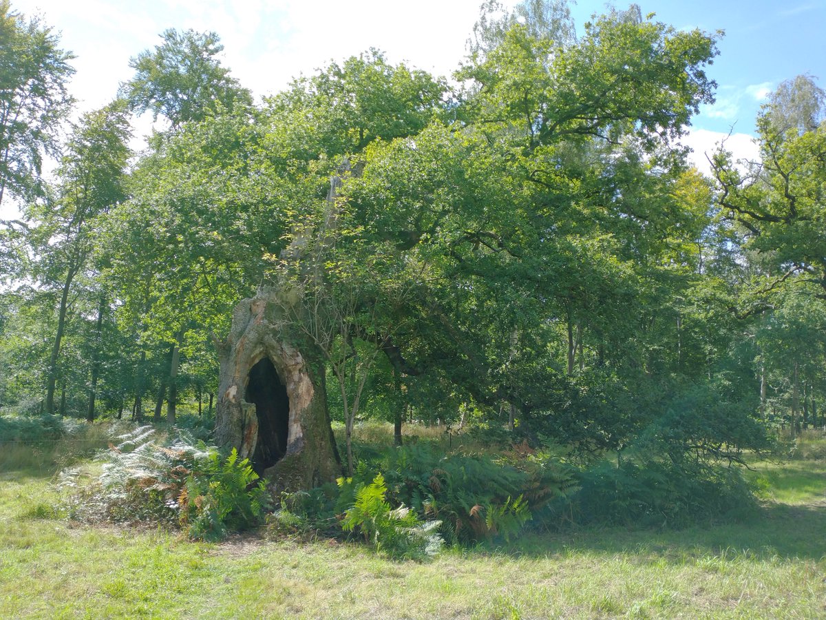 Also at Blenheim Palace, some ancient oaks that may have seen better days but are still alive and kicking