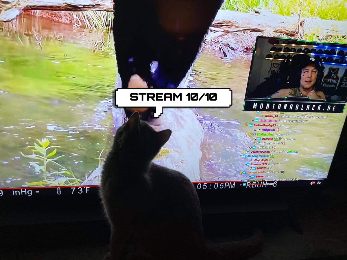 aix_cellent's tweet photo. @MontanaBlack Stream 10/10, sagt Wilma😂🐱💛

#gaming  #TwitchDE #twitch #CallofDuty #CallofDutyModernWarfare #coldwar #CallOfDutyBlackOpsColdWar #CallofDutyBlackOps  #Helsinki90 #newlogo #newstreamer #streamer #montanablack https://t.co/wMAmMEzhS6