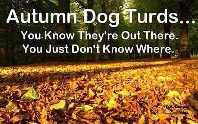 poohpickers's tweet photo. #dogpoo #autumndogpoo https://t.co/sDRIYKZsay