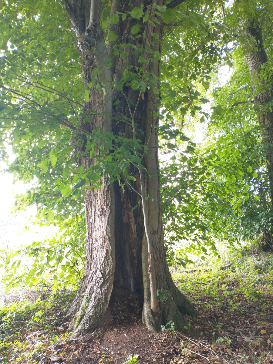 Along that bridleway is this ancient chestnut tree, on its last legs but with its successor tree growing up beside it, and an almost entirely hollowed-out lime tree