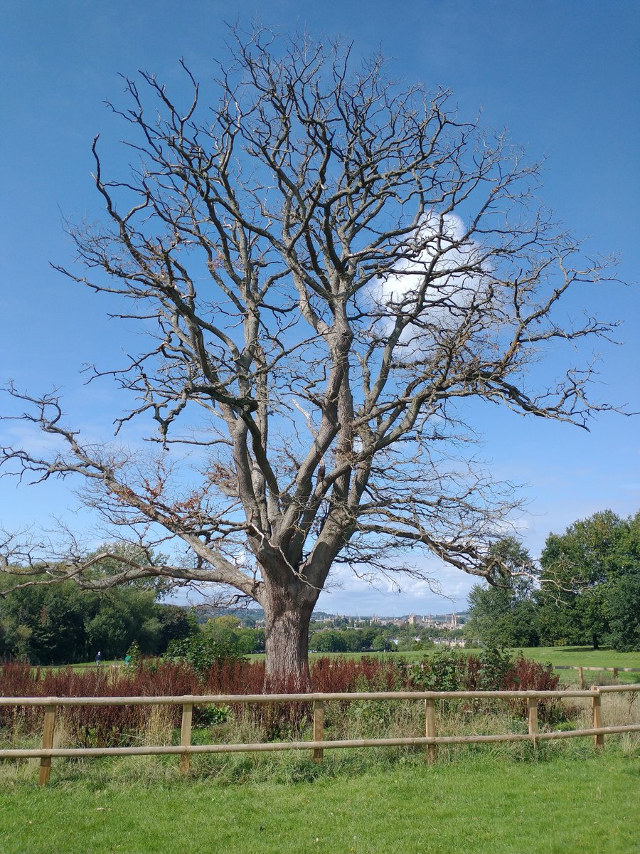 And finally, a view of Oxford beyond the ancient oak at the top of South Park