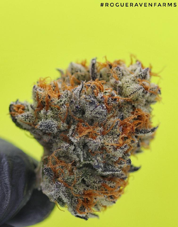 RogueRavenFarms's tweet photo. -Slurricane-
#rogueravenfarms #hightimes #massroots #leafly #pnw @HIGH_TIMES_Mag @MassRoots @Leafly https://t.co/4aKjUBmm6W