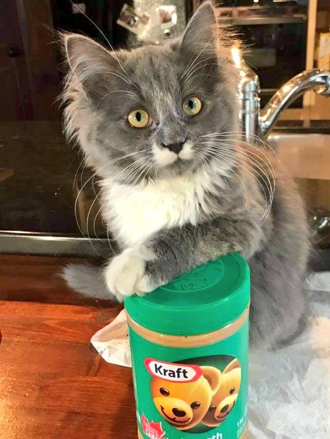 DYK that peanut butter is a #CdnInnovation ? Ogi the 🐈 does :) #CanadianInnovationWeek