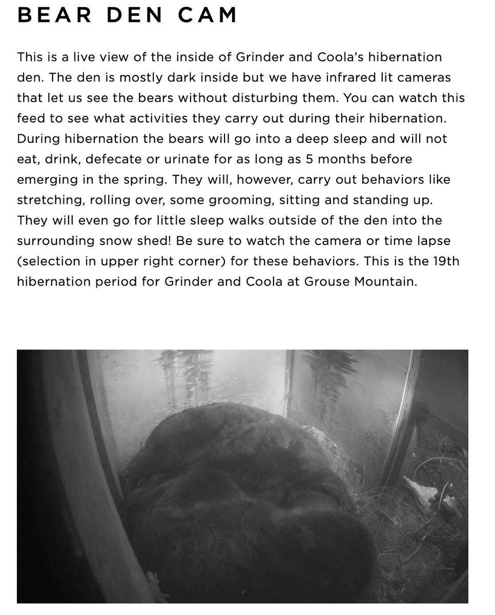 Miss_mcjohnson's tweet photo. Today kinders continued learning about hibernation! We talked about where bears like to hibernate in the winter and used problem solving skills to build our own dens for a bear 🐻❄️ kinders also observed real bears inside a hibernation den at Grouse Mountain! @Miss_SOBrien https://t.co/9bJx33fdqz