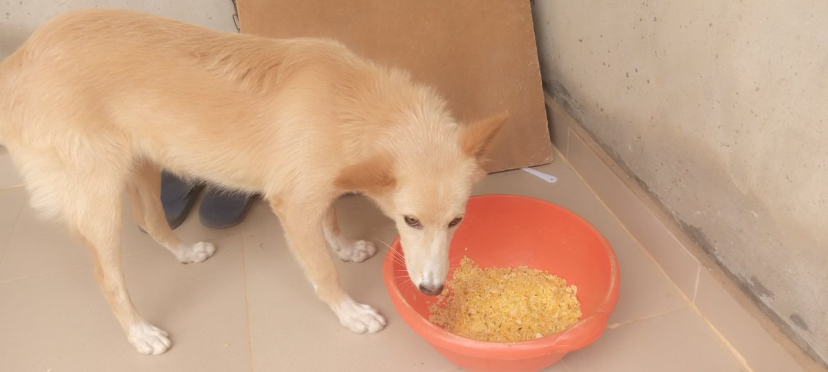 AdejoLizbeth's tweet photo. @IamMayorKun I'm so sorry about Kim, my brother just pulled a prank on me too saying my dog disappeared, I almost went into shock and rage at the same time, so yes I can understand how you must be feeling 😭😭😭💔 that's my dog, her name is NANA. RIP KIM🙏😞❤️ https://t.co/VFGrK0E2mb