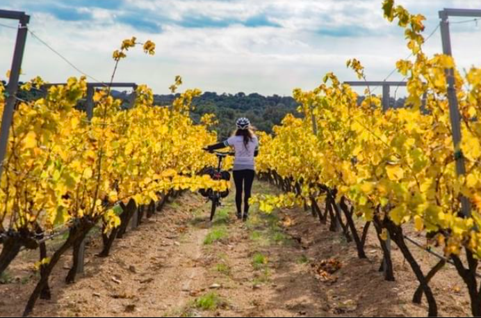 A peu 🚶🚶‍♂️ o en bicicleta 🚴‍♀️🚴 Aquesta tardor no et perdis l'espectacle cromàtic que t'ofereixen les vinyes de la Ruta de Vi DO <a href="/EmpordaWine/">Ruta Vi DO Empordà</a> ➡️ bit.ly/32Teg58
#ajudemnos #incostabrava