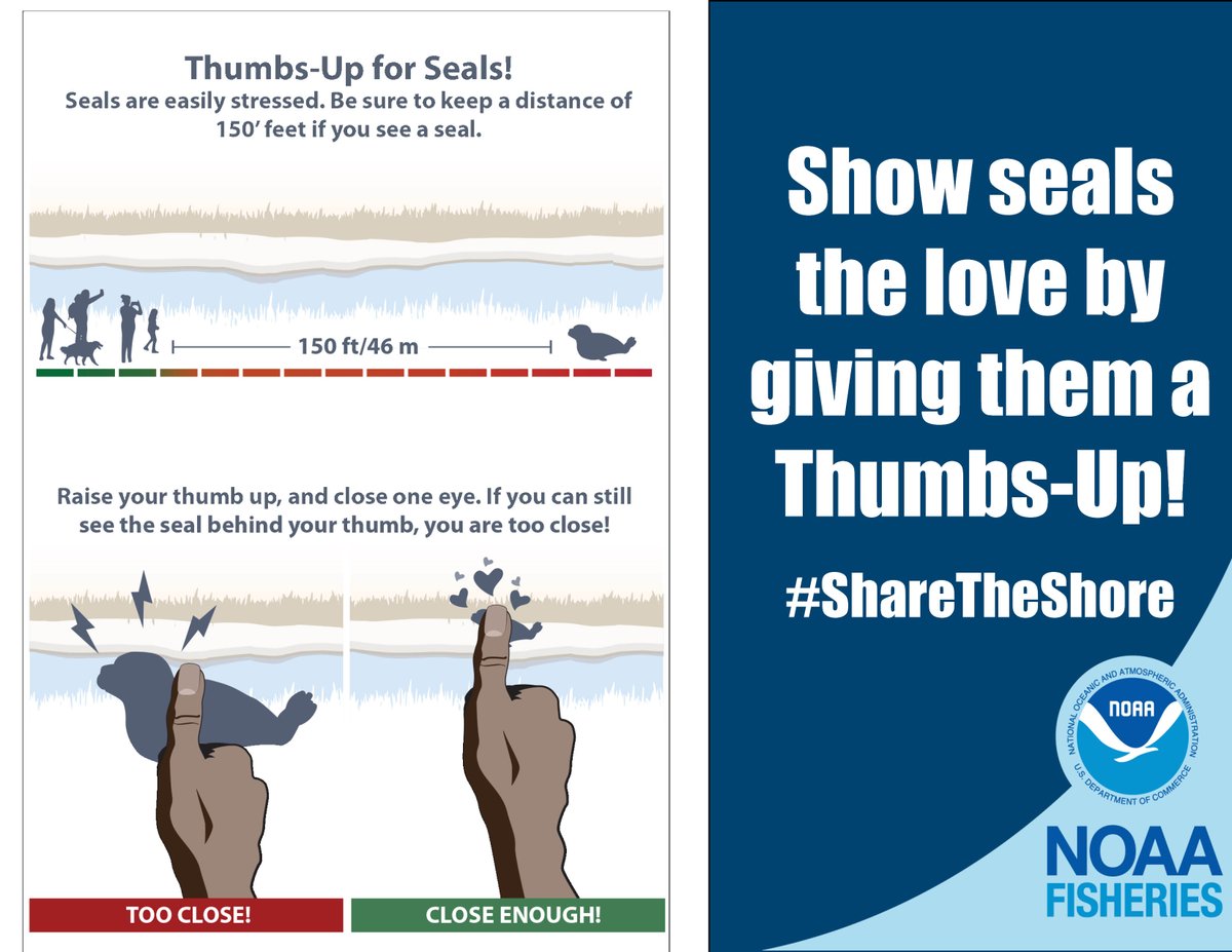 NOAAFish_GARFO's tweet image. Beach walkers: Please remember to keep your dogs leashed near seals for everyone&apos;s safety &amp;amp; well-being. Please share and thanks! go.usa.gov/x7yKC