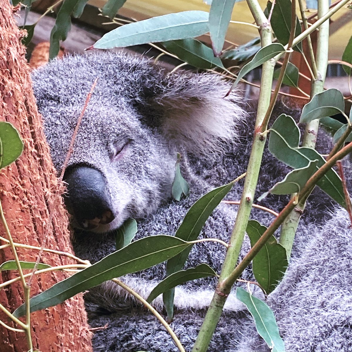KateRWashington's tweet photo. The government’s plans to continue weakening #koala protections in NSW have hit a roadblock.
The people of NSW.
Their pressure has made one government MP’s support wane & the coalition remains deeply divided. Unclear if the #LLSBill will return to Parliament this week 🤷🏻♀️🐨 https://t.co/NBQjhryVK1