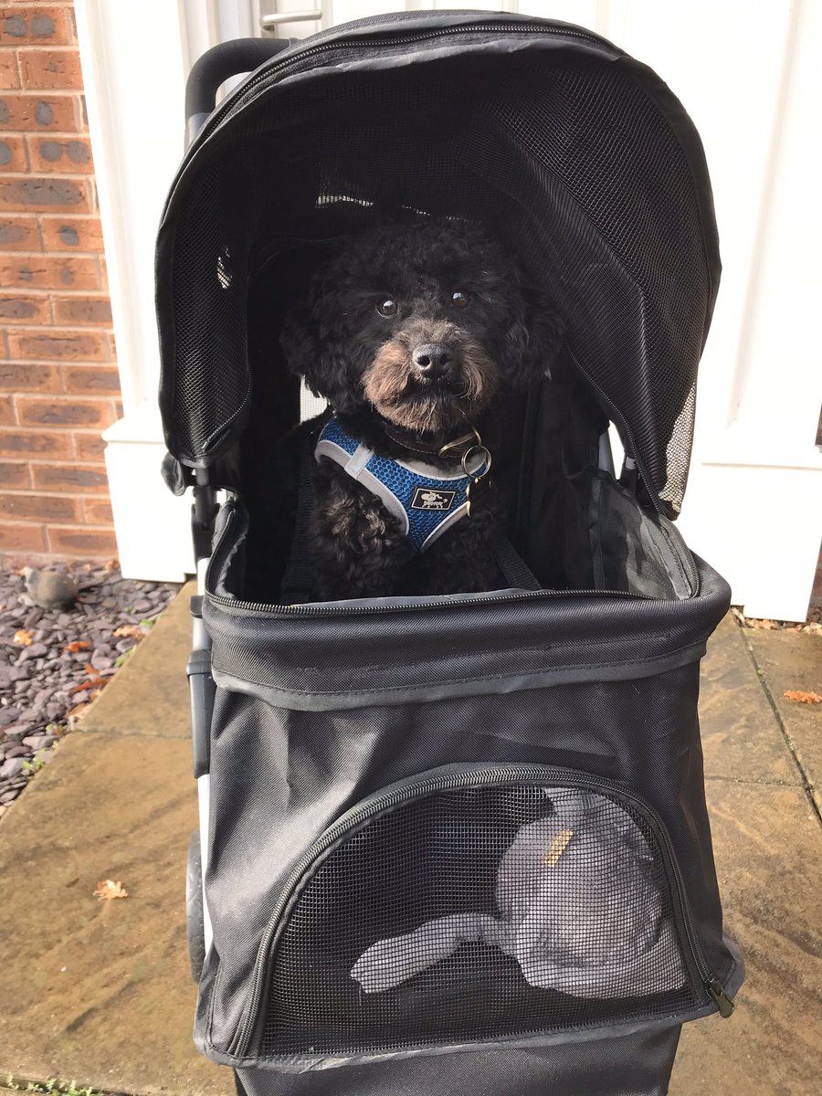#bia2020  Doggie pushchair the essential for recovering from a broken pelvis😃