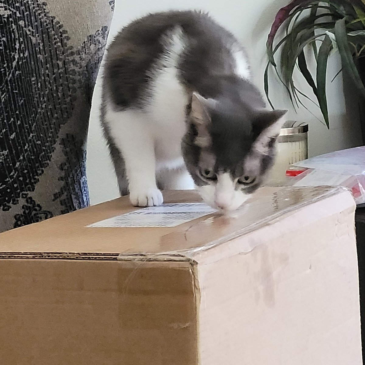 PussycatNaughty's tweet image. Hurry up and open my new box, Staff!
#OpenIt #OpenOpenOpen
#CatsOfTwitter #Cats #CatLife