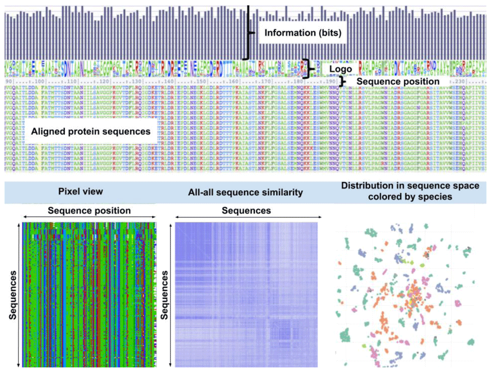AlignmentViewer: Web-based, high-performance multiple sequence alignment visualization & analysis; suitable for tens of thousands of sequences; Paper: f1000research.com/articles/9-213… Site/Code: alignmentviewer.org @sacdallago @rocreguant @sandercbio