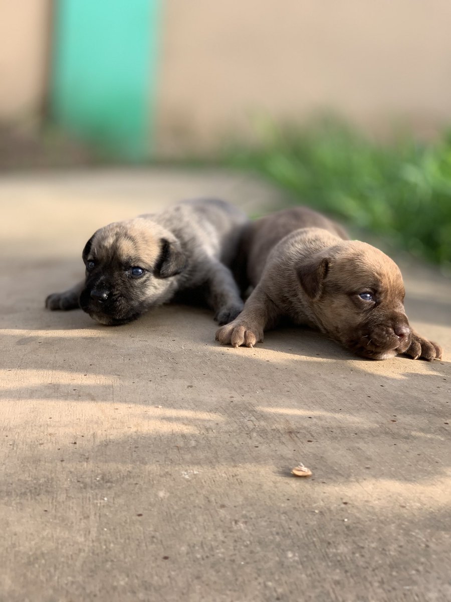 ceb_kennel's tweet photo. Solid Boerboel puppies available for booking, down payment can  be made, price is still negotiable , 3 females 2 males left, just feel free to call or WhatsApp. 📞0207459222. 
1,350.���💵
Please Retweet✝️ Retweet ❤️
#GOtvWelcomesLaycon #AfconQualifiers #SoarSuperEagles #AFCON2021 https://t.co/jXeMvBqWsk