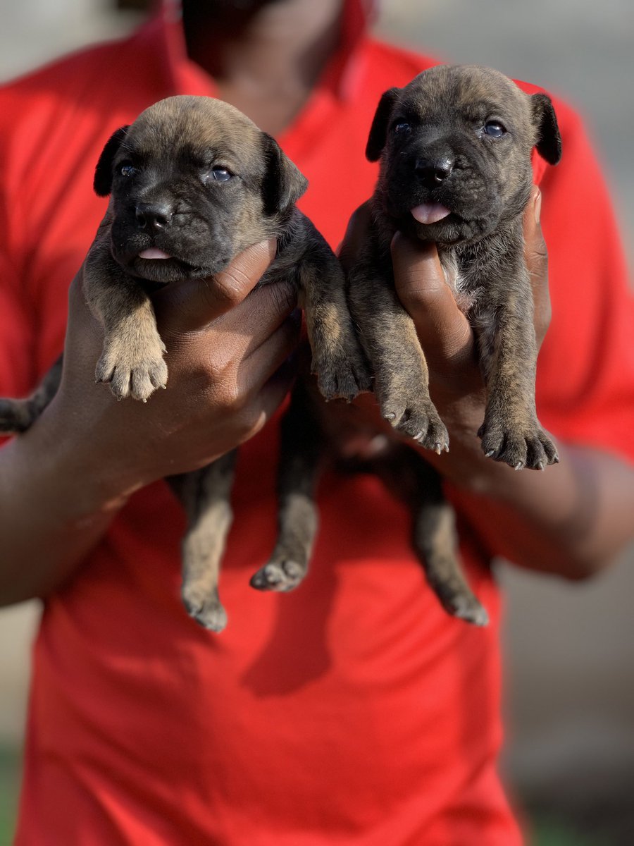 ceb_kennel's tweet photo. Solid Boerboel puppies available for booking, down payment can  be made, price is still negotiable , 3 females 2 males left, just feel free to call or WhatsApp. 📞0207459222. 
1,350.���💵
Please Retweet✝️ Retweet ❤️
#GOtvWelcomesLaycon #AfconQualifiers #SoarSuperEagles #AFCON2021 https://t.co/jXeMvBqWsk