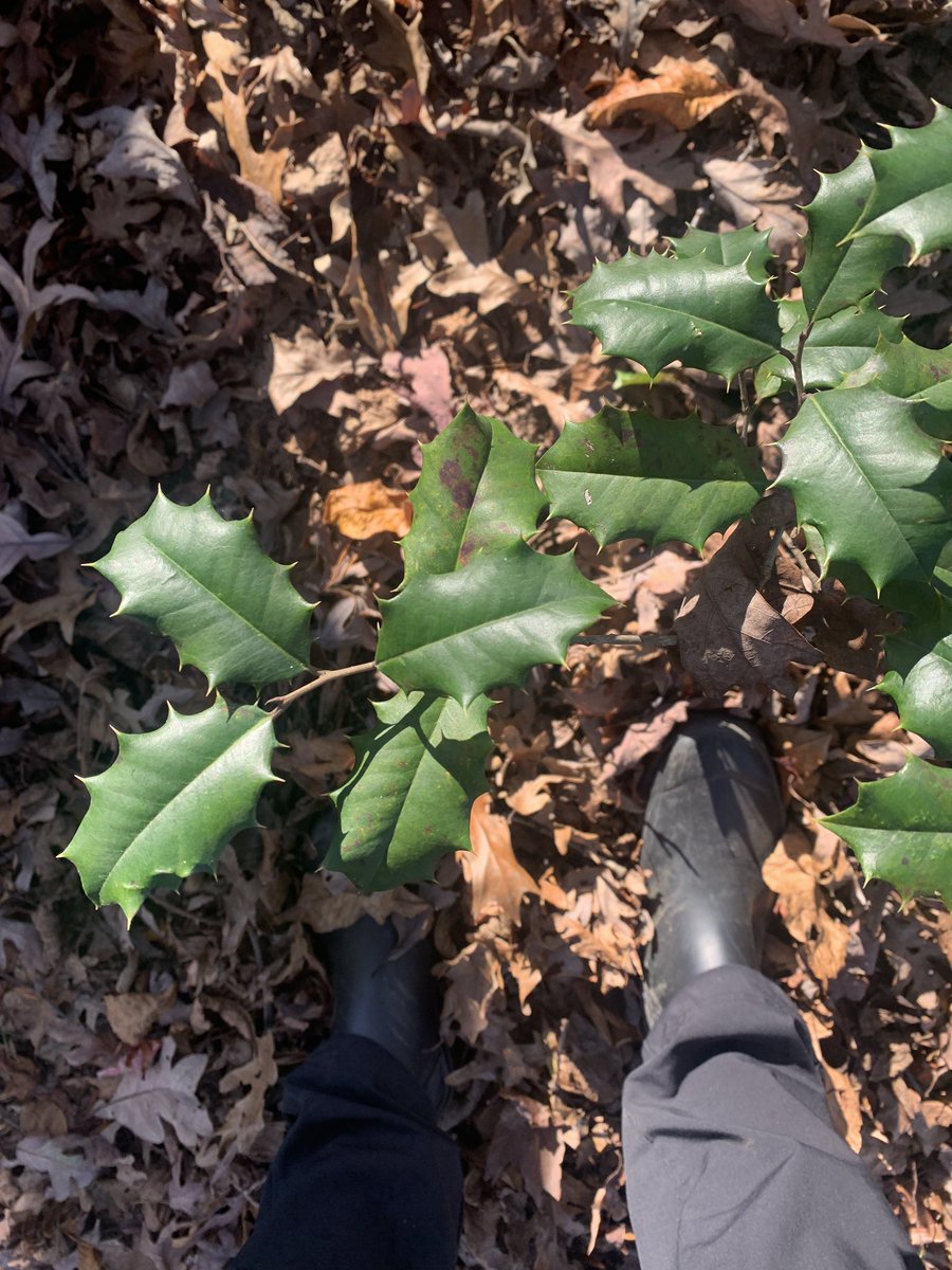 treecrabjulia's tweet photo. American Holly https://t.co/kHjDQAMMPC