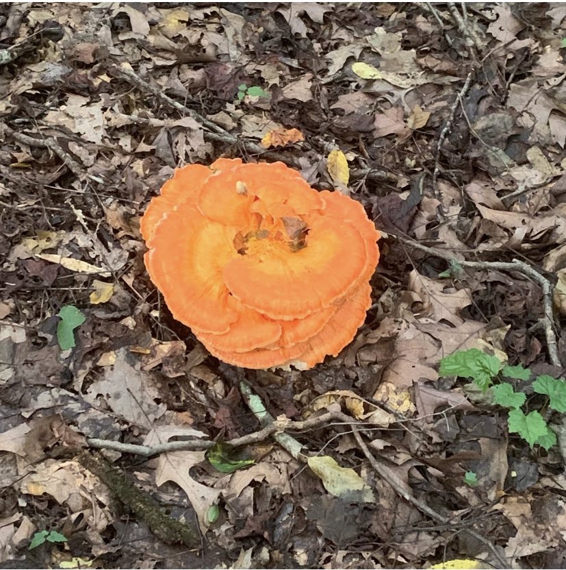 treecrabjulia's tweet photo. Chicken of the woods https://t.co/JdJrW9pcDJ