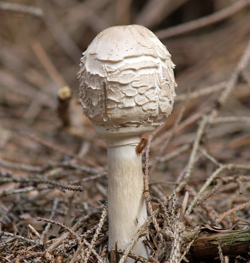 treecrabjulia's tweet photo. Shaggy parasol https://t.co/cfbUJKxGKe