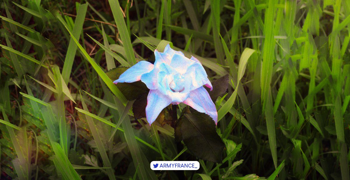 BTSARMYFRANCE_'s tweet photo. [@BTS_twt x #SmeraldoCity]

La SP est à présent terminée, nous vous donnerons les résultats bientôt.

Nous tenons dès maintenant à vous remercier pour votre participation. Puisse la fleur de Smeraldo nous porter plus vite vers les certifications de LY: Answer, MOTS:7 et Dynamite! https://t.co/x0vtHtXX6U