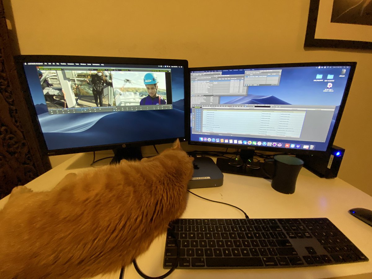 ChristineMayall's tweet photo. Having a hard time getting work done today. #worksituation #catsituation https://t.co/AdIydbHkBn
