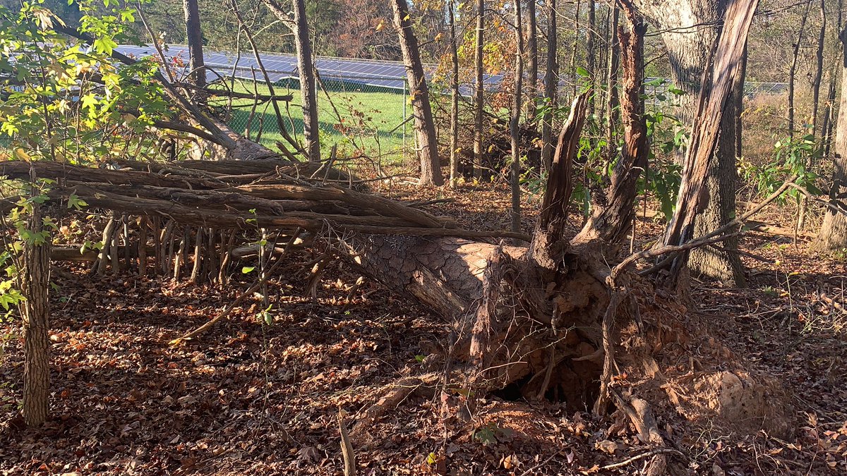 treecrabjulia's tweet photo. Fallen trees make great sit spots https://t.co/EBJIArtExm