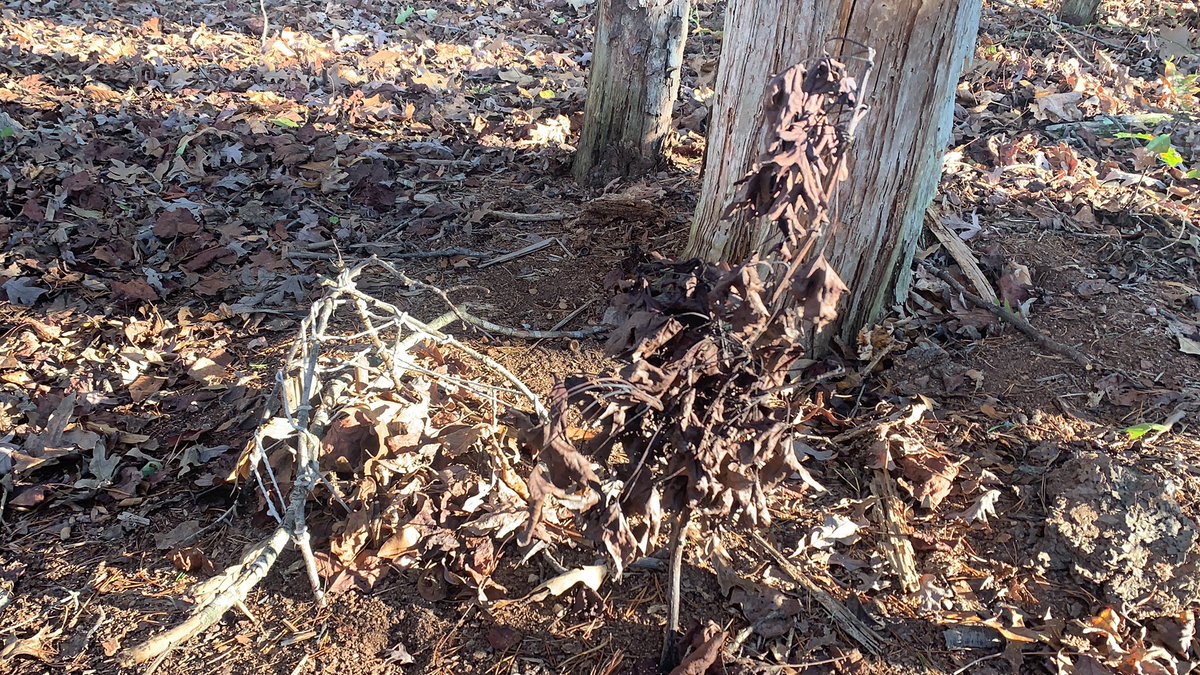 treecrabjulia's tweet photo. How my tiny classroom has weathered the fall. https://t.co/jcRIDDpaOA