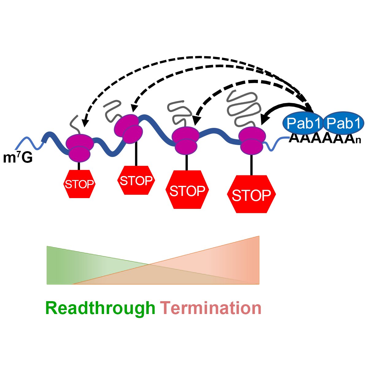Our latest, now out in Cell Reports: cell.com/cell-reports/f…  We find that PTCs manifest position effects in yeast mRNAs, with termination increasing and readthrough decreasing as stop codons approach the ORF 3′ end. PTC proximity to 3′ Pab1 regulates termination efficiency.