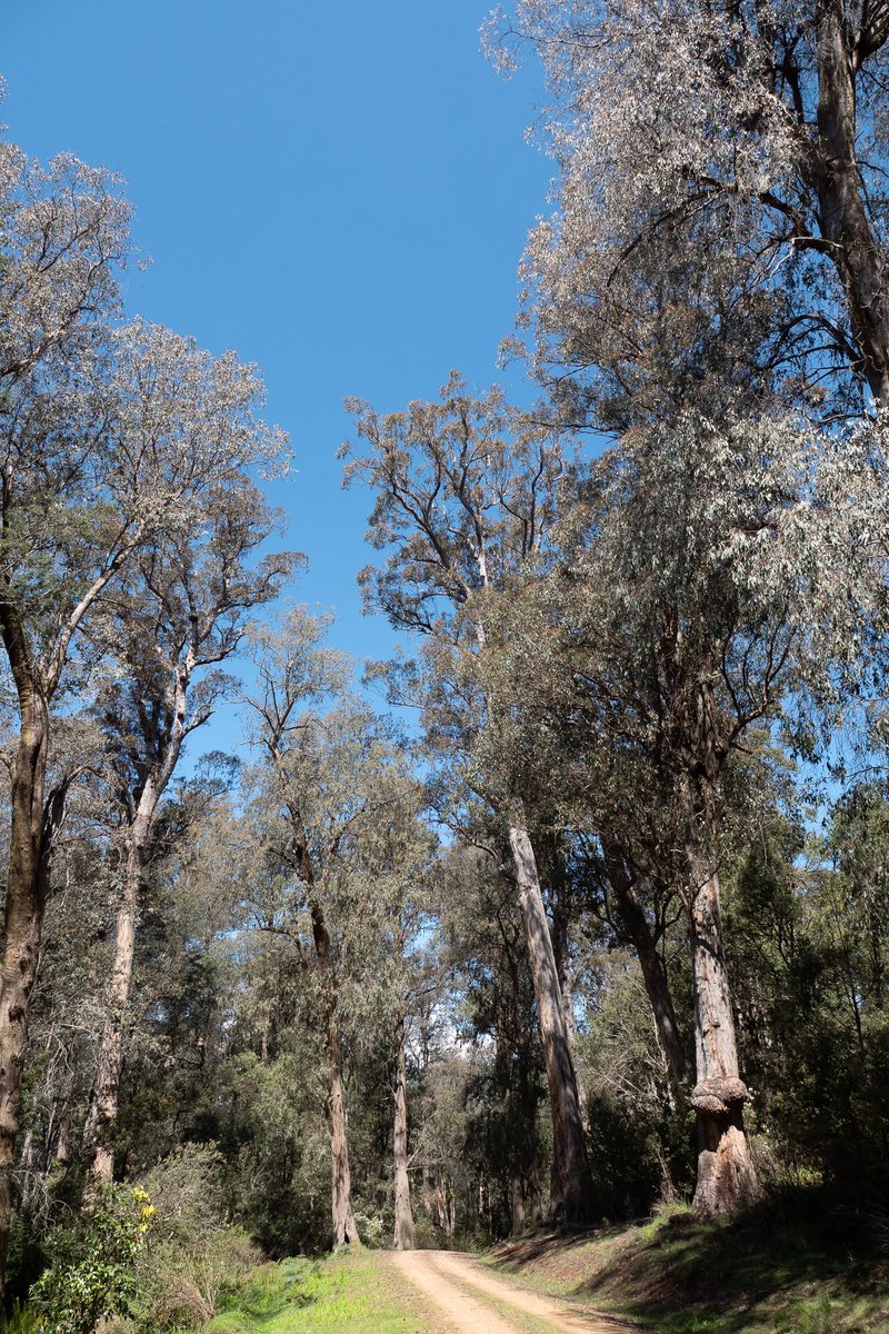 eastgippyforest's tweet photo. Incredible forests in the Cottonwoods #EastGippsland that escaped the catastrophic fires. Critical climate refuge for the Greater Glider & still scheduled for logging. @DanielAndrewsMP & @LilyDAmbrosioMP time to get on with the transition, these forests must be protected. https://t.co/4sdG4tKXdj