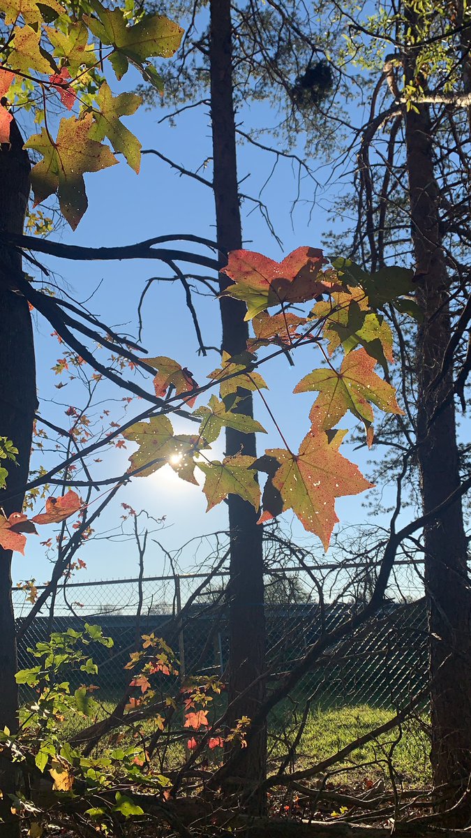 treecrabjulia's tweet photo. Red maple https://t.co/8vla8bowuZ