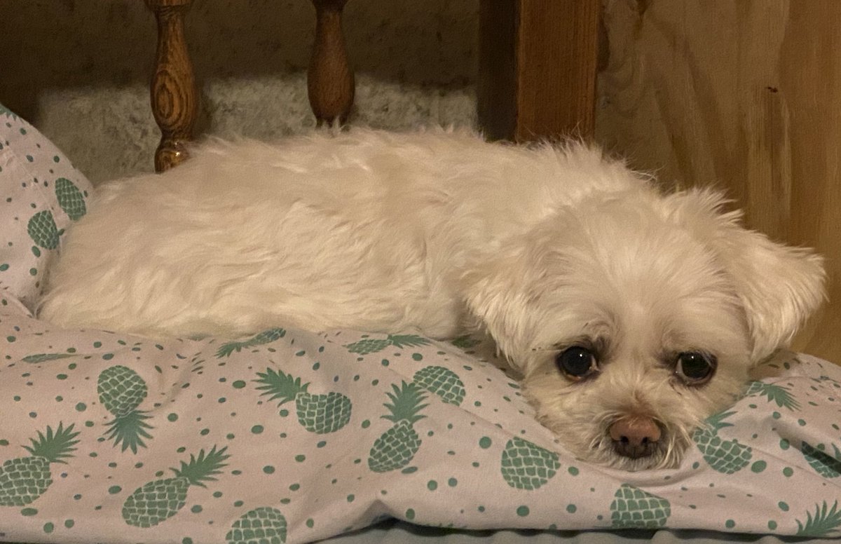 BadBoyHalo's tweet photo. Rat took my entire pillow last night https://t.co/jEDMEbw3Kv