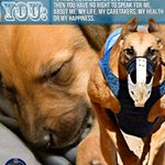 Photo by Real Greyhound Advocates (@RealGreyhound)
