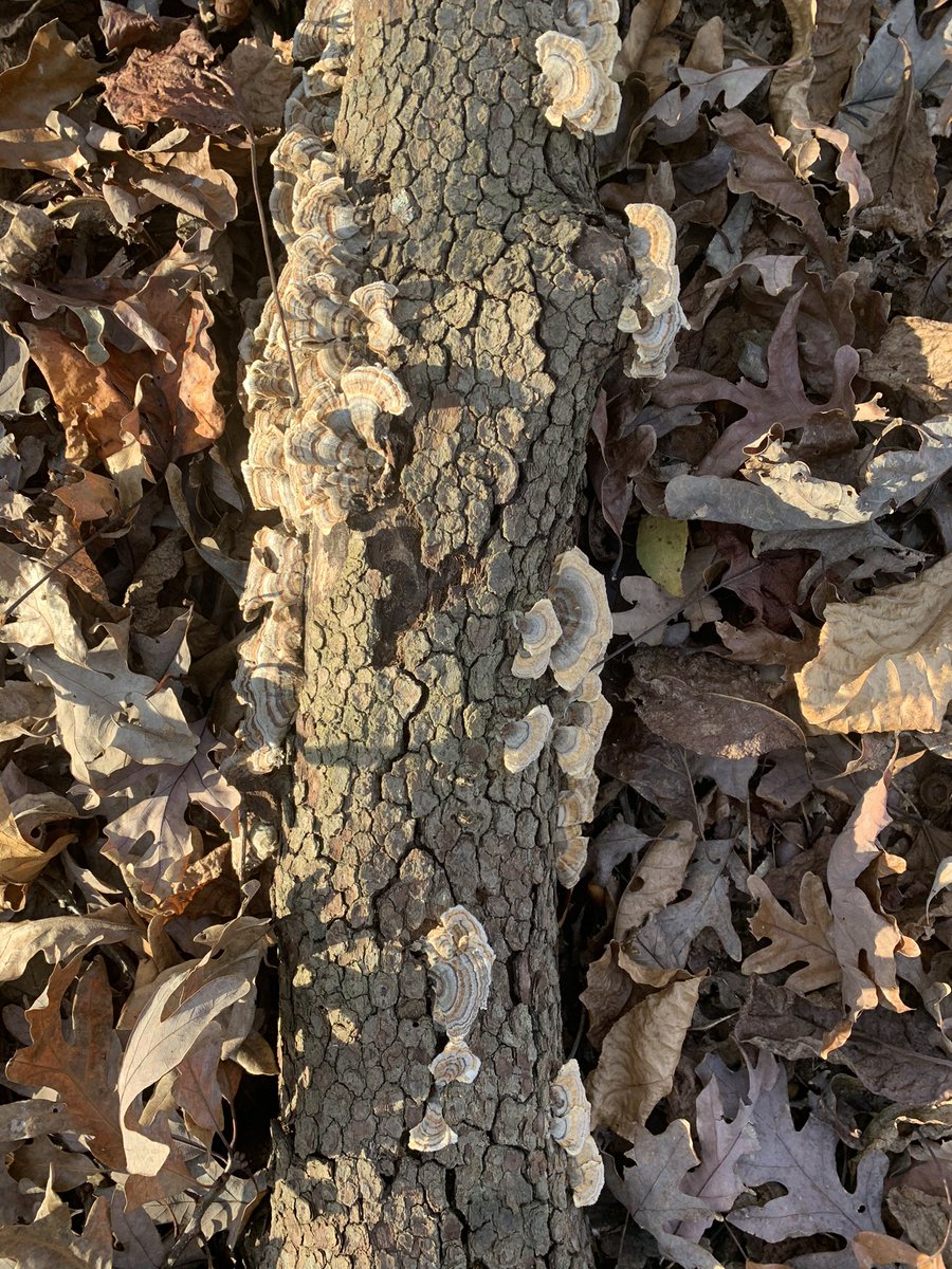 KittyHelm's tweet photo. Fungi identification! #plantsnap I love the layers on this “Turkey tail.” It’s great food for caterpillars! #EDU431 #elonEd #enviroEd https://t.co/HS8ge9CKNv