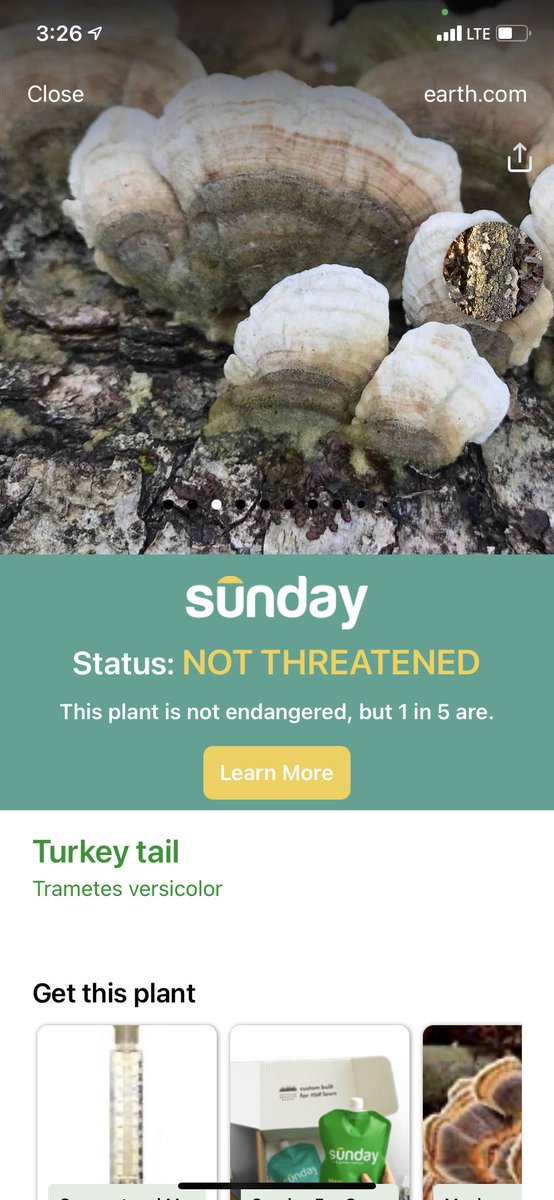 KittyHelm's tweet photo. Fungi identification! #plantsnap I love the layers on this “Turkey tail.” It’s great food for caterpillars! #EDU431 #elonEd #enviroEd https://t.co/HS8ge9CKNv