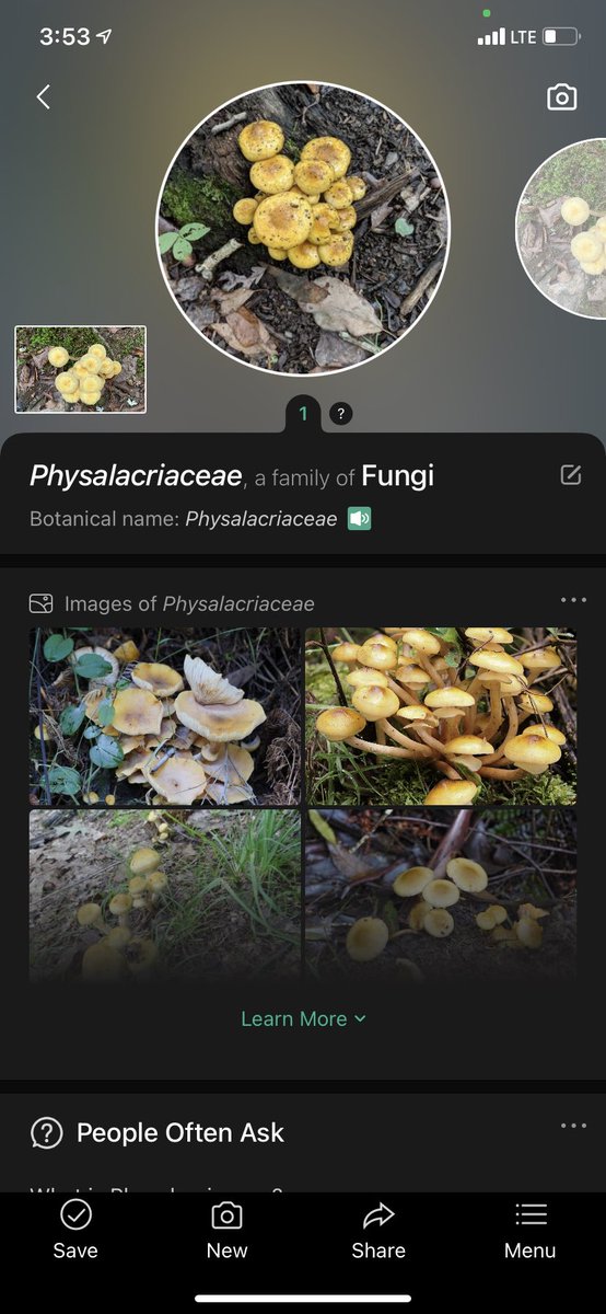 KittyHelm's tweet photo. “Physalacriaceae” apparently it’s “VERY POSIONOUS”! Scary! Love the yellow color. Generally circular or tear-drop shaped. #EDU431 #eloned #enviroEd https://t.co/Jnu18WG8YE