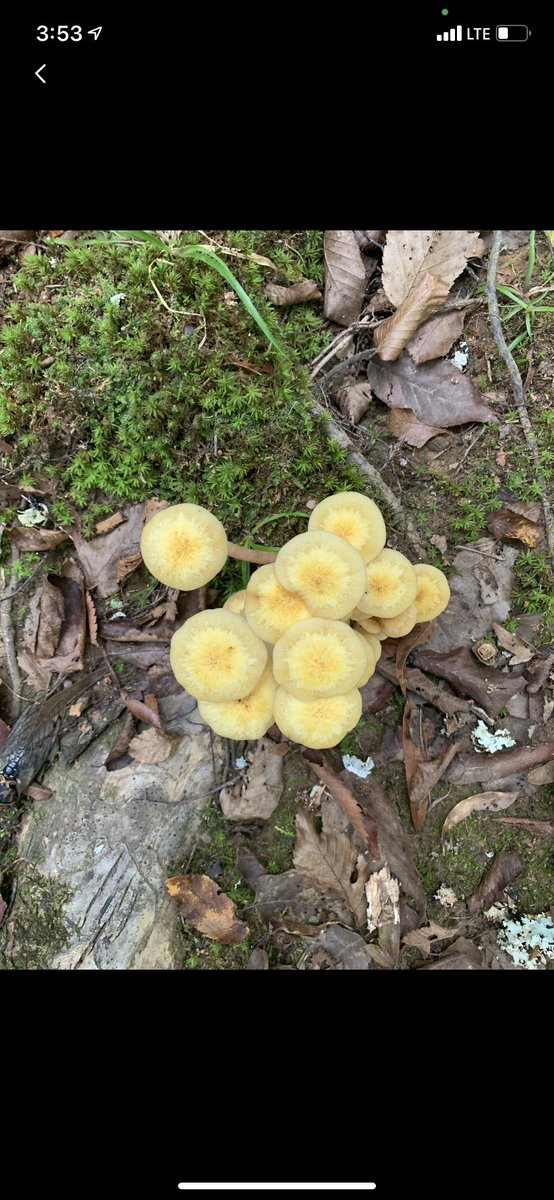 KittyHelm's tweet photo. “Physalacriaceae” apparently it’s “VERY POSIONOUS”! Scary! Love the yellow color. Generally circular or tear-drop shaped. #EDU431 #eloned #enviroEd https://t.co/Jnu18WG8YE