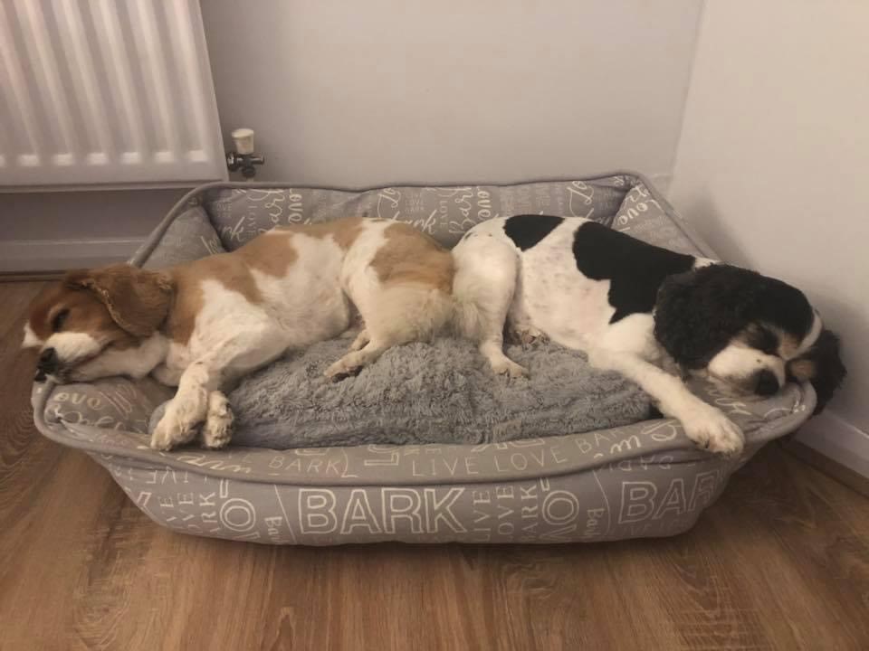 SandraKMcDo's tweet photo. That was a fabulous #BIA2020 thanks to @Insurance_Post Benny and Buddy are sleepy now...must be the champers! https://t.co/Q7ndTXklxw