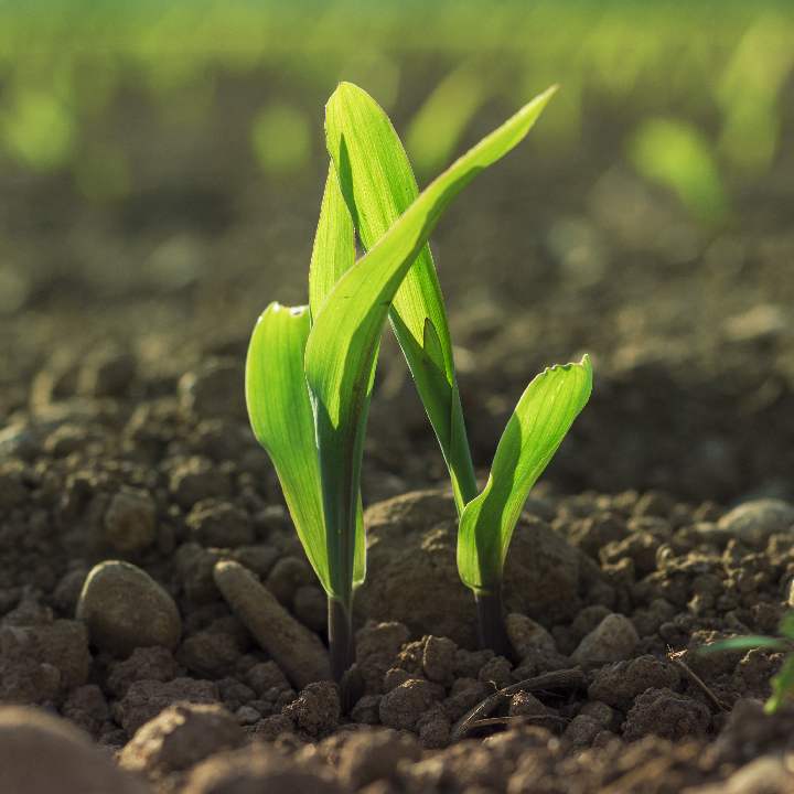 getevergrow's tweet photo. Big news! Our Evergrow tree planting partner - @eden_reforest has received $5m from the Bezos Earth Fund. Together we’ve already planted 3m trees in Madagascar, Kenya, Nepal and Mozambique. Learn more at https://t.co/9HNw5vCJvA

 #evergrowapp #ClimateChange #EmployeeEngagement https://t.co/5aK5hnZp0Z