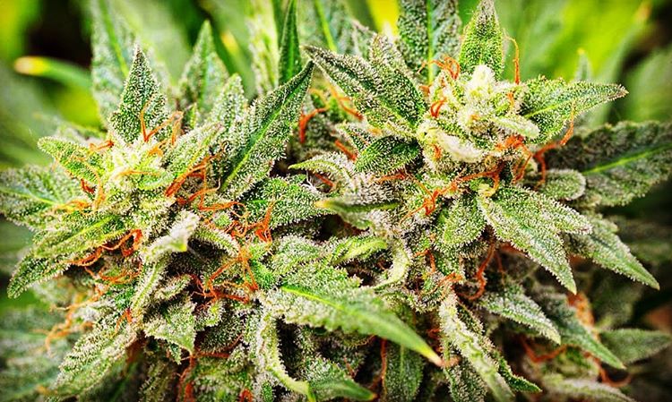 420problem's tweet photo. #BudPorn https://t.co/nLL9MlrZgJ