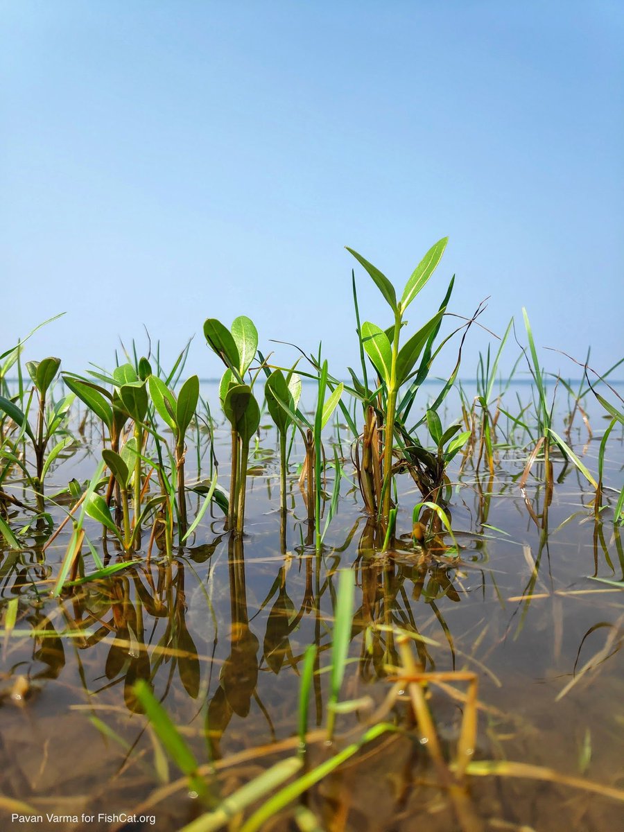 fishcatorg's tweet photo. Restoring &amp; protecting mangroves can:

3. Provide for sustainable livelihoods 🐟
Seafood is highly abundant in mangroves, providing local fishermen with a rich supply of fish, crabs, and shrimp to sell for income. Some mangrove species are known to have medicinal properties.
3/3 https://t.co/WuLYhwoGVs