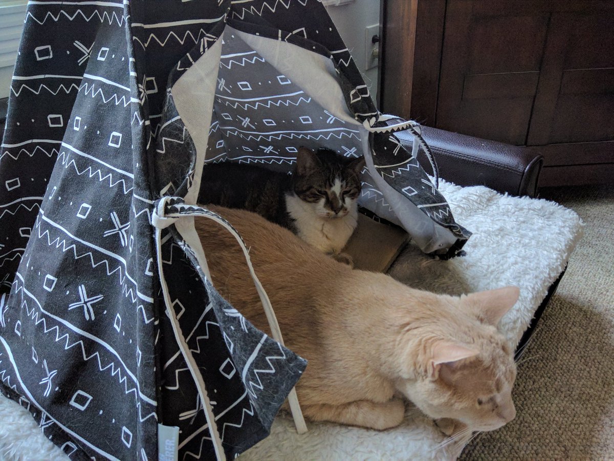 fang_lone's tweet photo. Is it really a dutch oven if you're in a teepee?#CatsOfTwitter #XiJinping #Smile #fatspo #HarryStyles https://t.co/fZJURAcl8c