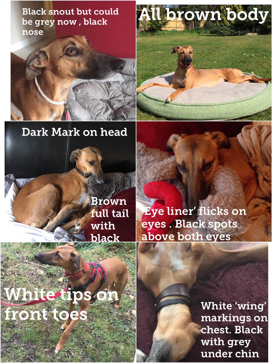 AnneGreen2909's tweet photo. So very comforting to know that lovely people haven’t given up on Ruby ❤️ thank you , and I speak for her mom @raeabarnett too ❤️ #StolenRuby #RubyStillMissing #lurcher https://t.co/uxDGdX0Gho