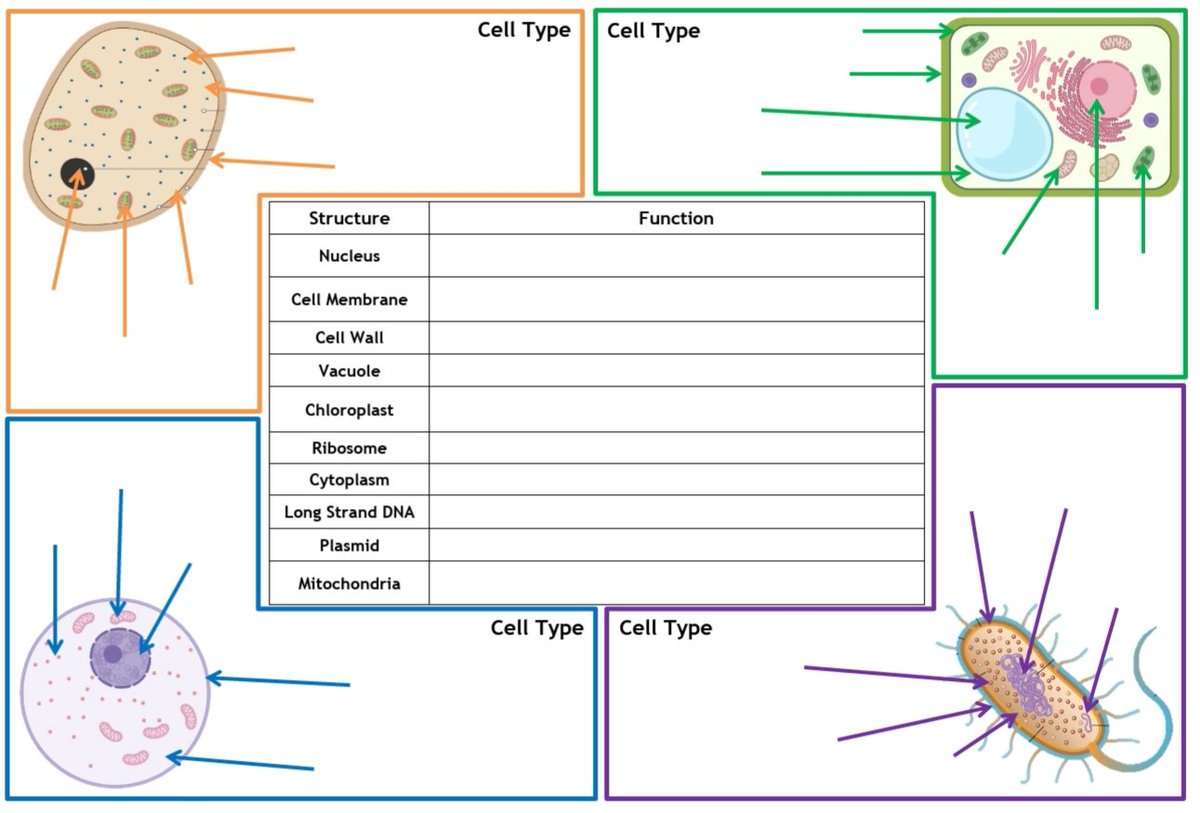 MrWatsonBiology's tweet photo. At it again, this time a placemat for National 5 - Cell Structure 🤙🏻 https://t.co/yYCWEyAe6w