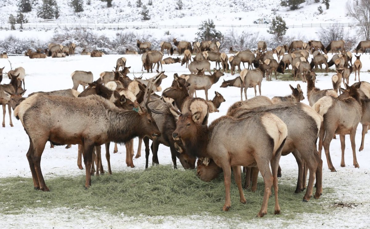 UtahDWR's tweet photo. There won't be sleigh rides through the wild elk herd at #HardwareRanch WMA this year, but you can still come to the ranch & see hundreds of wild elk! Dress warm, pack a lunch, & bring binoculars or a spotting scope. The experience is completely free! | https://t.co/mLGFd6Lf1d https://t.co/In86edoUtv