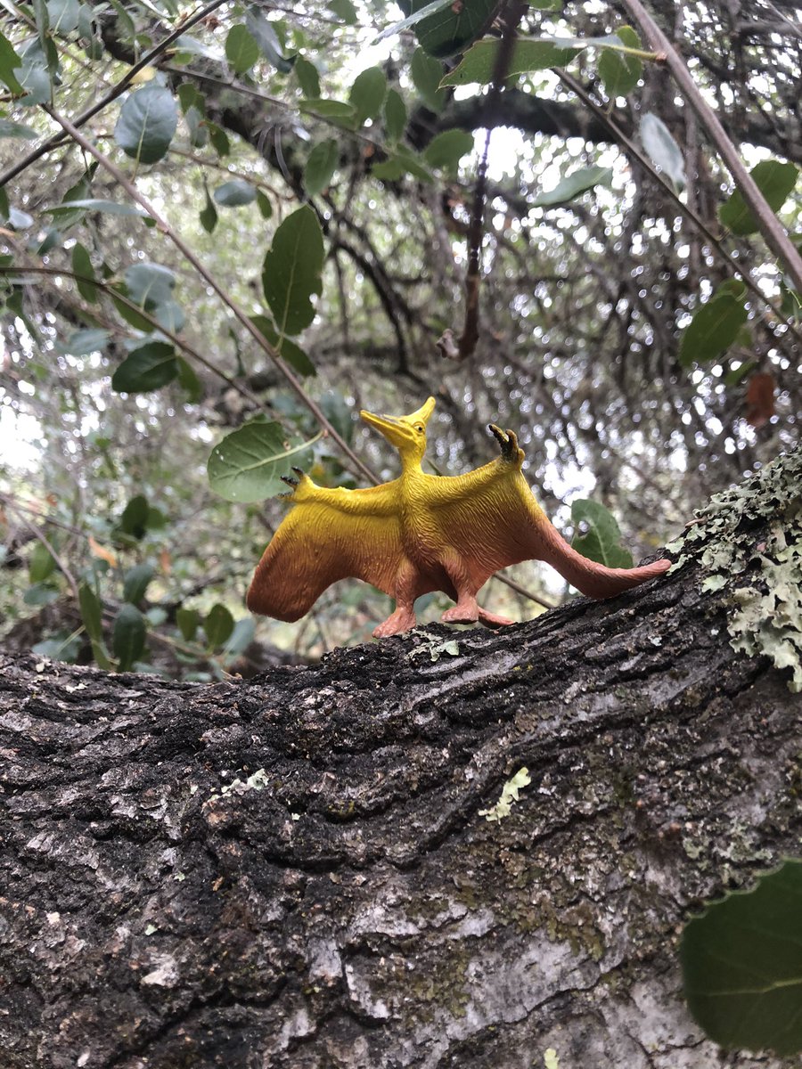 kevinbrennan520's tweet photo. Somebody has taken to hiding dinosaurs at a local park ... How cool is that?! 

#randomactsofsilliness https://t.co/LllL0TtyF5