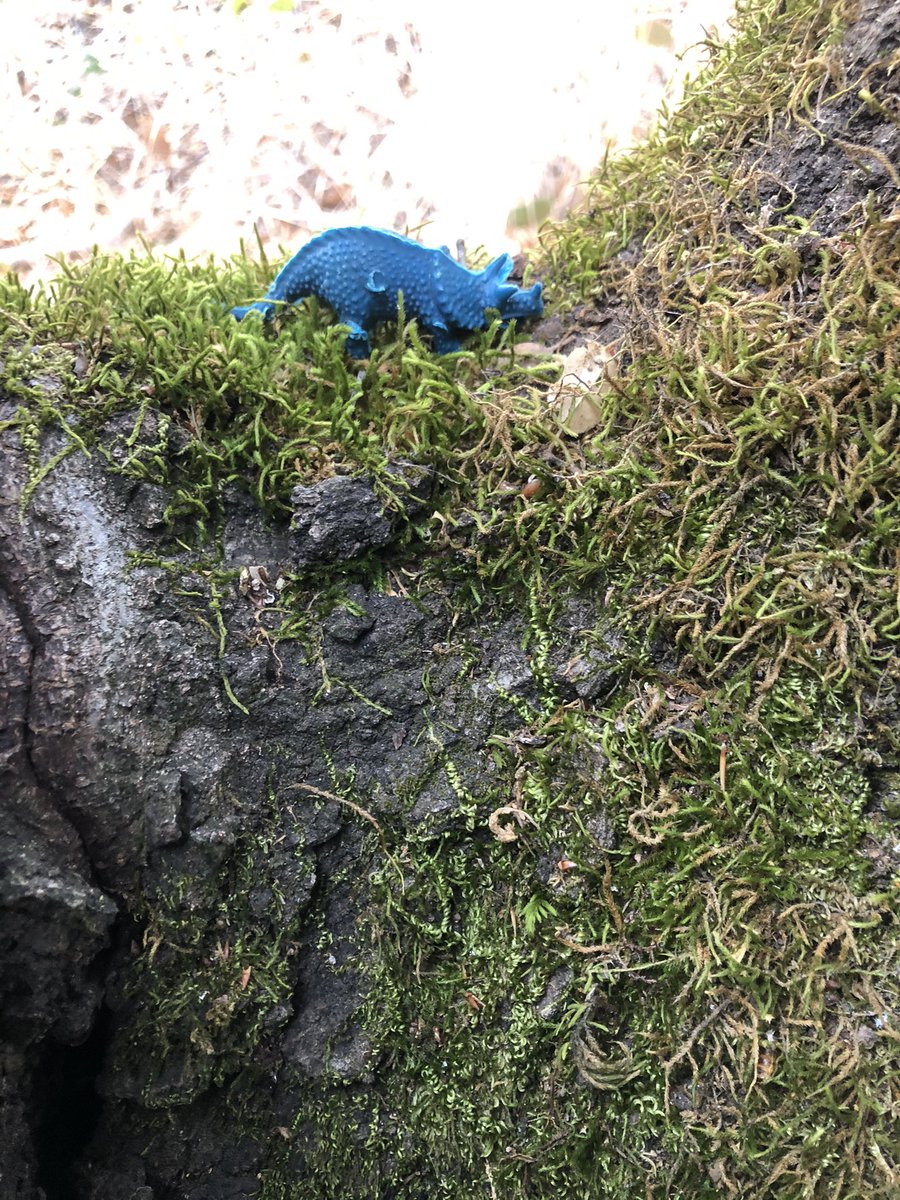 kevinbrennan520's tweet photo. Somebody has taken to hiding dinosaurs at a local park ... How cool is that?! 

#randomactsofsilliness https://t.co/LllL0TtyF5